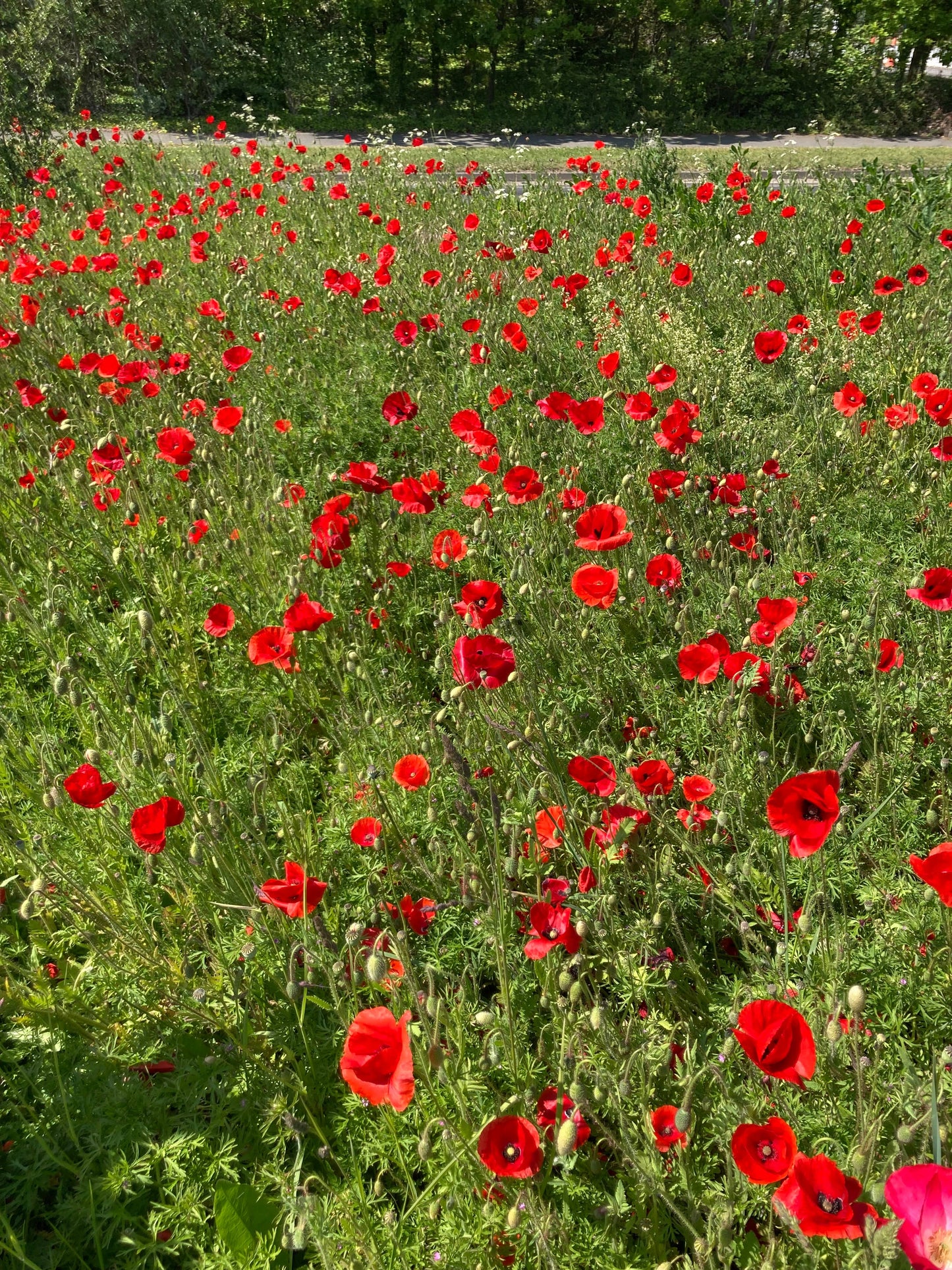 Remembrance Poppies Eco Mini Grow Kit